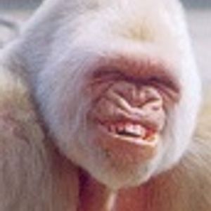 The Ape