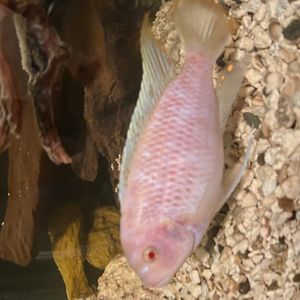 Cichlid spot