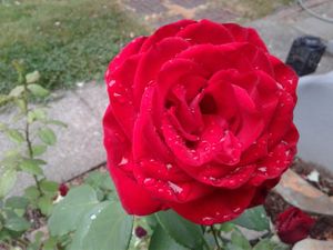 The Sane Environmentalist