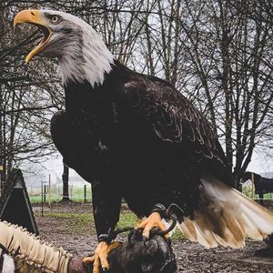 Songs and more from Tjeerd