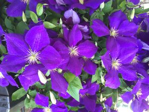 The Journey Home was Taken