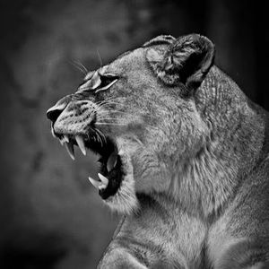 His Lioness