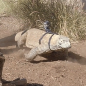 The Varan De Coque Vide Do