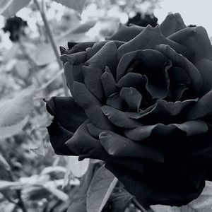 Ruthless For The Truth