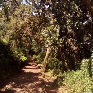 UntamedBibleStudy-Betty Mbugua