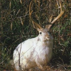 Tales From SYL Ranch