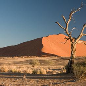 A Voice in the Desert