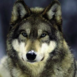 LOUP-GRIS
