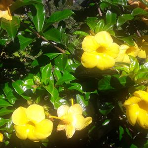 Kitakitz Organic Farm