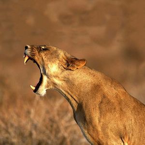 Un-Hackable Animal by FreedomWarriorWoman