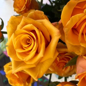 Hallelujah’s World