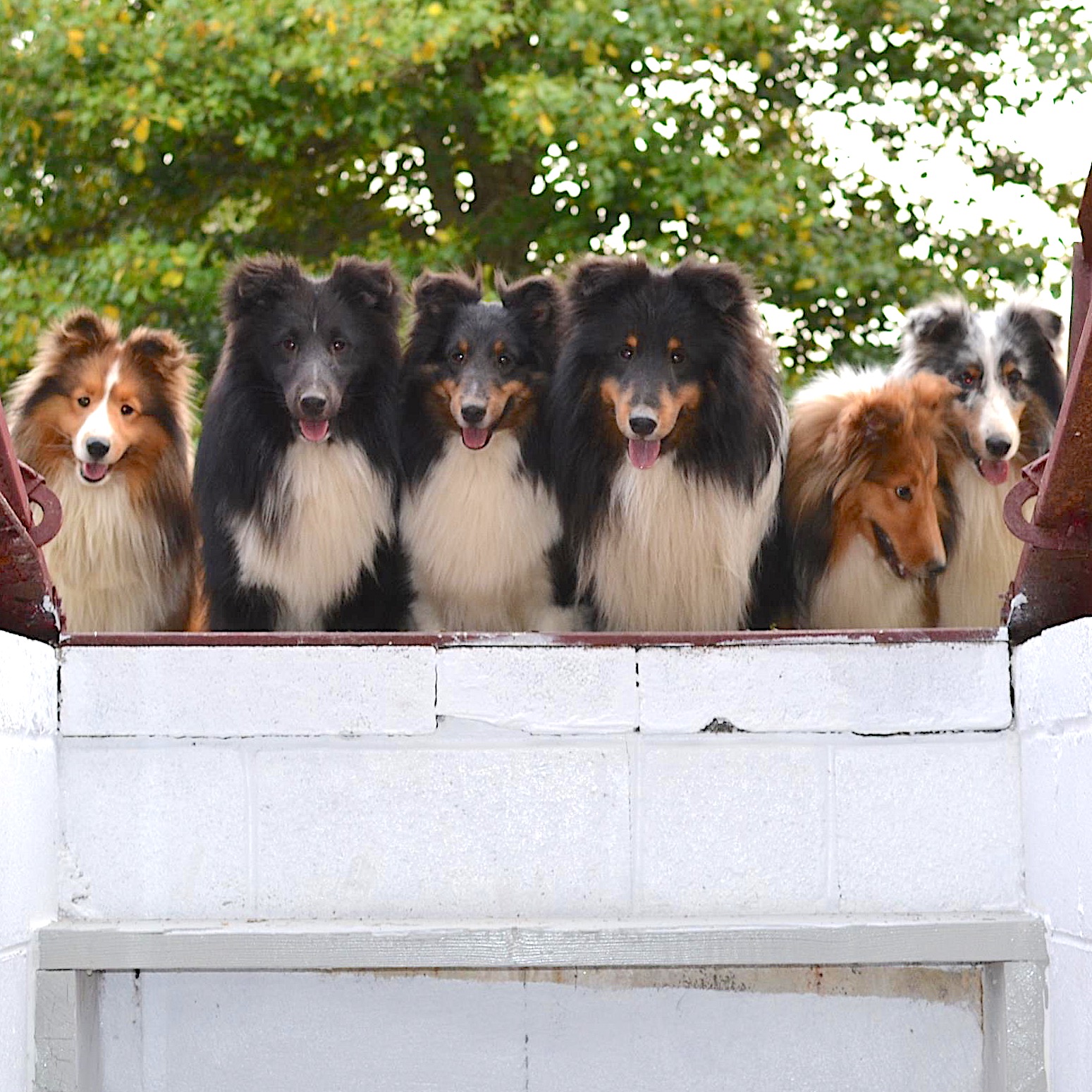 Yankee Shelties