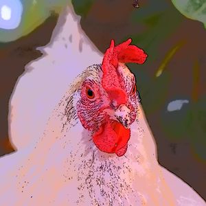 Little Flock on the Prairie