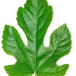 Making Wise The Simple