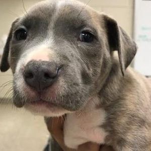TuPac the Greybull Pit