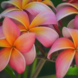 Servant of Jesus Christ