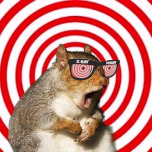 Attention Deficit Squirrel