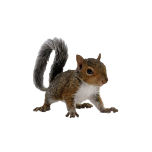 Speedy Squirrel