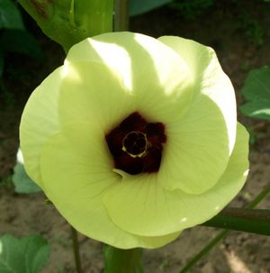 God Most High Music & Teaching