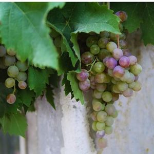 Natsarim Family Studies