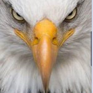 Chronicles of a King