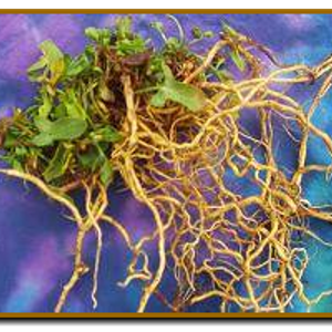 Essiac Circle of Friends