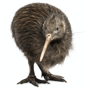 Kiwi Freedom