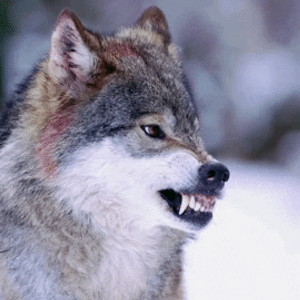 LetMeGoYouSillyPhuck