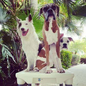 Tag-Pompeii TrickSTAR Kandi