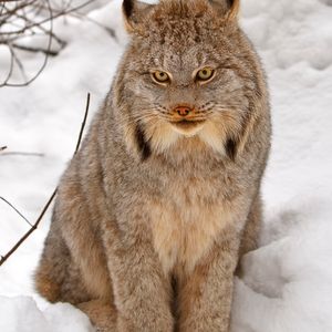 LYNX movement