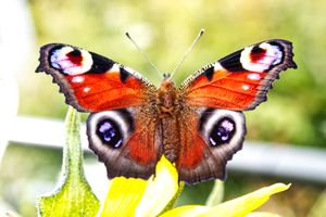 Christians Unite Initiative