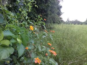 Real.Environmentalism