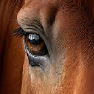 World Horseshoe Company