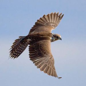 FalconsCAFE * No money to MSM