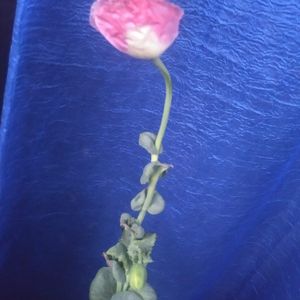 HerbNavigatorOfTheWorld