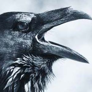 In The Field of Zoan