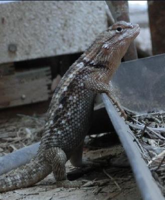 Cosmic-Plasma in Mythology