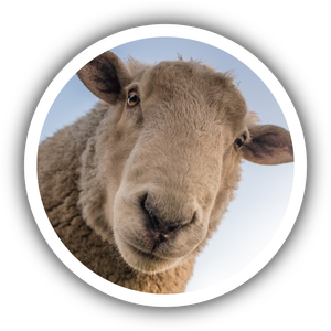 PROYECTO ME 🐑 VOY