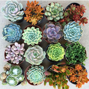 SucculentFair