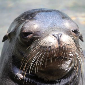 bustytheseal
