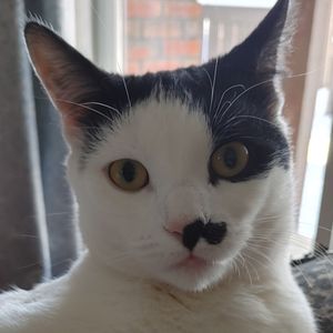 It's a Cat's Life in Edmonton