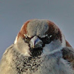 Angry Sparrow