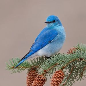 Little Blue Bird