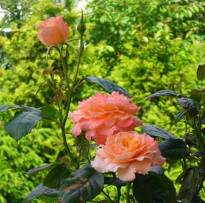 Archetypische Kosmologie